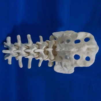 Model поясничных kralježnice čovjeka, анатомическая model lumbalne kostura, medicinski nastavni alat, demonstracija učenja učenika F19E